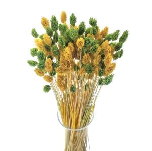 Bouquet aus getrockneten Gräsern Duo Phalaris hellgrün & gelb
