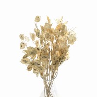 Getrocknete Lunaria, gebleicht – Silberblättchen – Strauß
