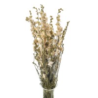 Getrocknete weiße Ritterspornblüten (Delphinium) – getrocknete Blumen