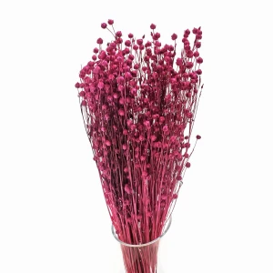 Getrockneter fuchsiafarbener Flachs – Strauß 90 g – getrocknete Blumen