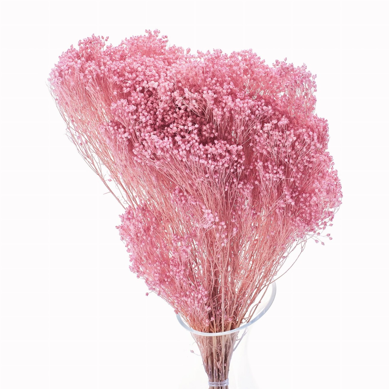 Getrockneter Broom Bloom hellrosa – Ginster – getrocknete Blumen