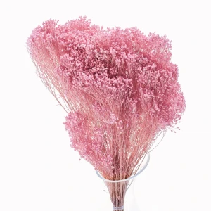 Getrockneter Broom Bloom hellrosa – Ginster – getrocknete Blumen