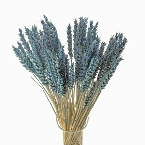 Getrockneter blauer Weizen  – Trockengetreide-Bouquet 50 Stück