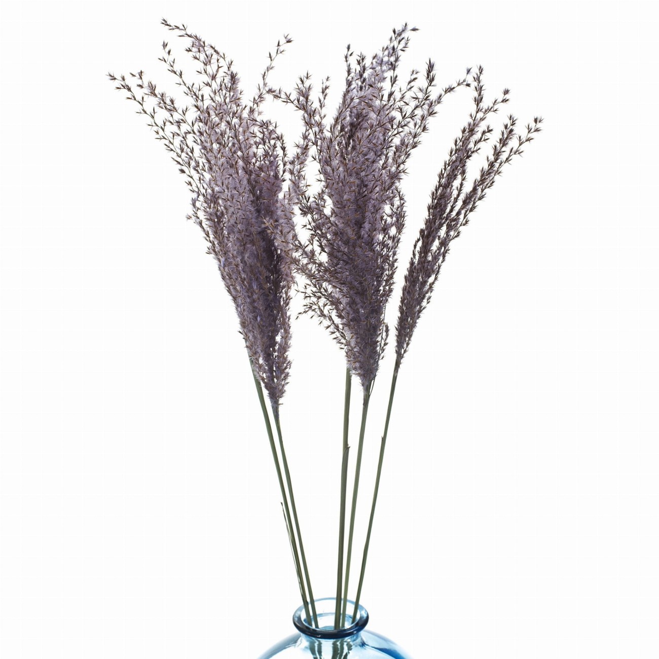 Violetter Miscanthus (Milka)  getrocknet 5 Stück – getrocknete Gräser