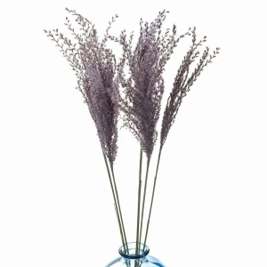Violetter Miscanthus (Milka)  getrocknet 5 Stück – getrocknete Gräser