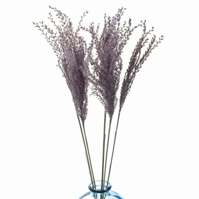Violetter Miscanthus (Milka)  getrocknet 5 Stück – getrocknete Gräser