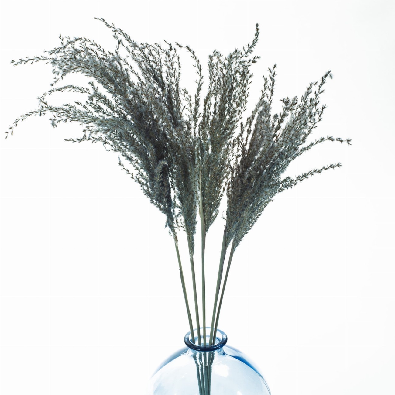 Hellblauer Miscanthus  getrocknet 5 Stück – getrocknete Gräser
