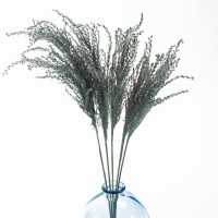 Hellblauer Miscanthus  getrocknet 5 Stück – getrocknete Gräser