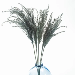 Hellblauer Miscanthus  getrocknet 5 Stück – getrocknete Gräser
