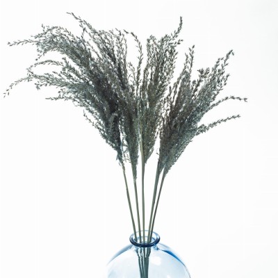 Hellblauer Miscanthus  getrocknet 5 Stück – getrocknete Gräser