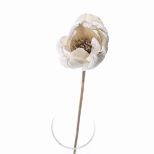 Shola-Blüte – weiße/cremefarbene Magnolie 6 cm am Stiel