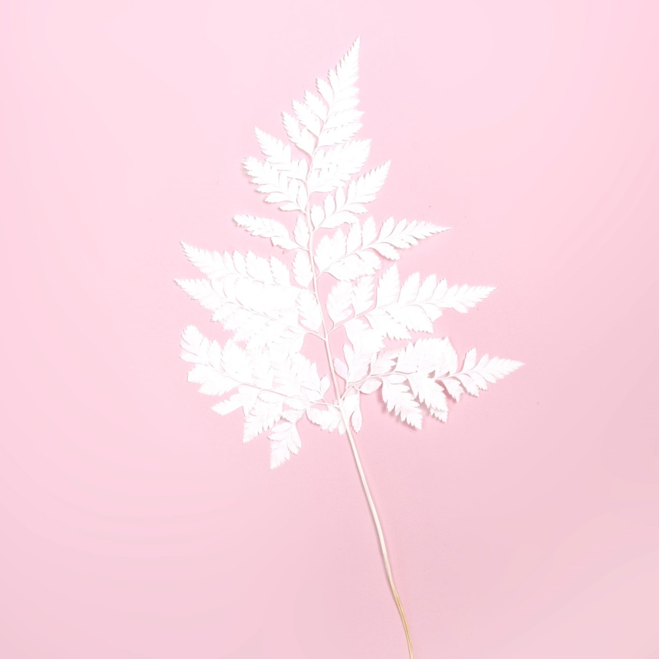 Preserved bleached fern 5 pcs. - fern leaves