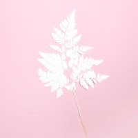 Preserved bleached fern 5 pcs. - fern leaves