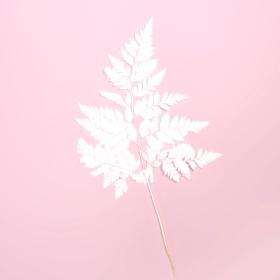 Preserved bleached fern 5 pcs. - fern leaves