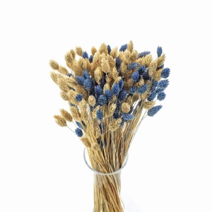 Strauß getrockneter Gräser Duo Phalaris blau & gebleicht