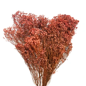 Broom Bloom getrocknet hellbraun – Ginster – getrocknete Blumen