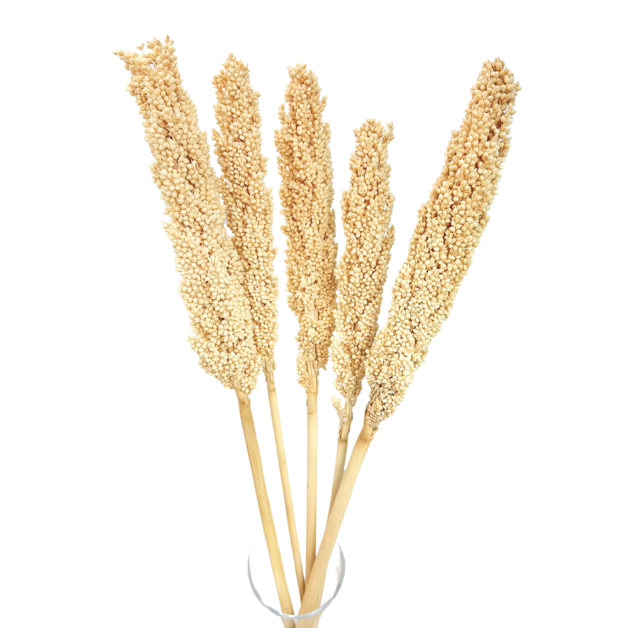 Getrocknetes cremefarbenes Sorghum 5 Stück – getrocknetes Getreide