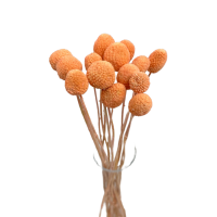Craspedia peach - dried flowers