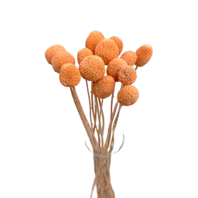 Craspedia peach - dried flowers