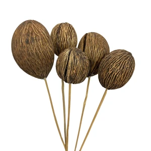 Mintola-Kugel (Mintola Ball) naturbelassen 3 Stück – exotische Trockenblumen