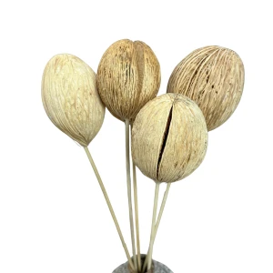 Mintola-Kugel (Mintola Ball) gebleicht 3 Stück – exotische Trockenblumen