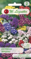Statice seeds, mix of colors - flowers for dry bouquets