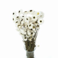 Weißer Suchlin (Acroclinium) – getrocknete Blüten