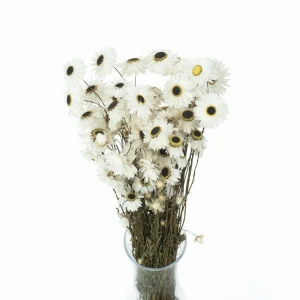 Weißer Suchlin (Acroclinium) – getrocknete Blüten