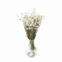 Dried rodanthe white