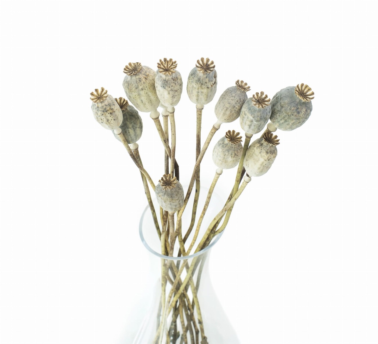 Dried natural poppy 10 stems