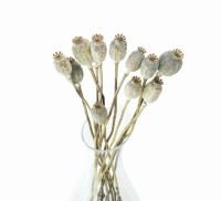 Dried natural poppy 10 stems