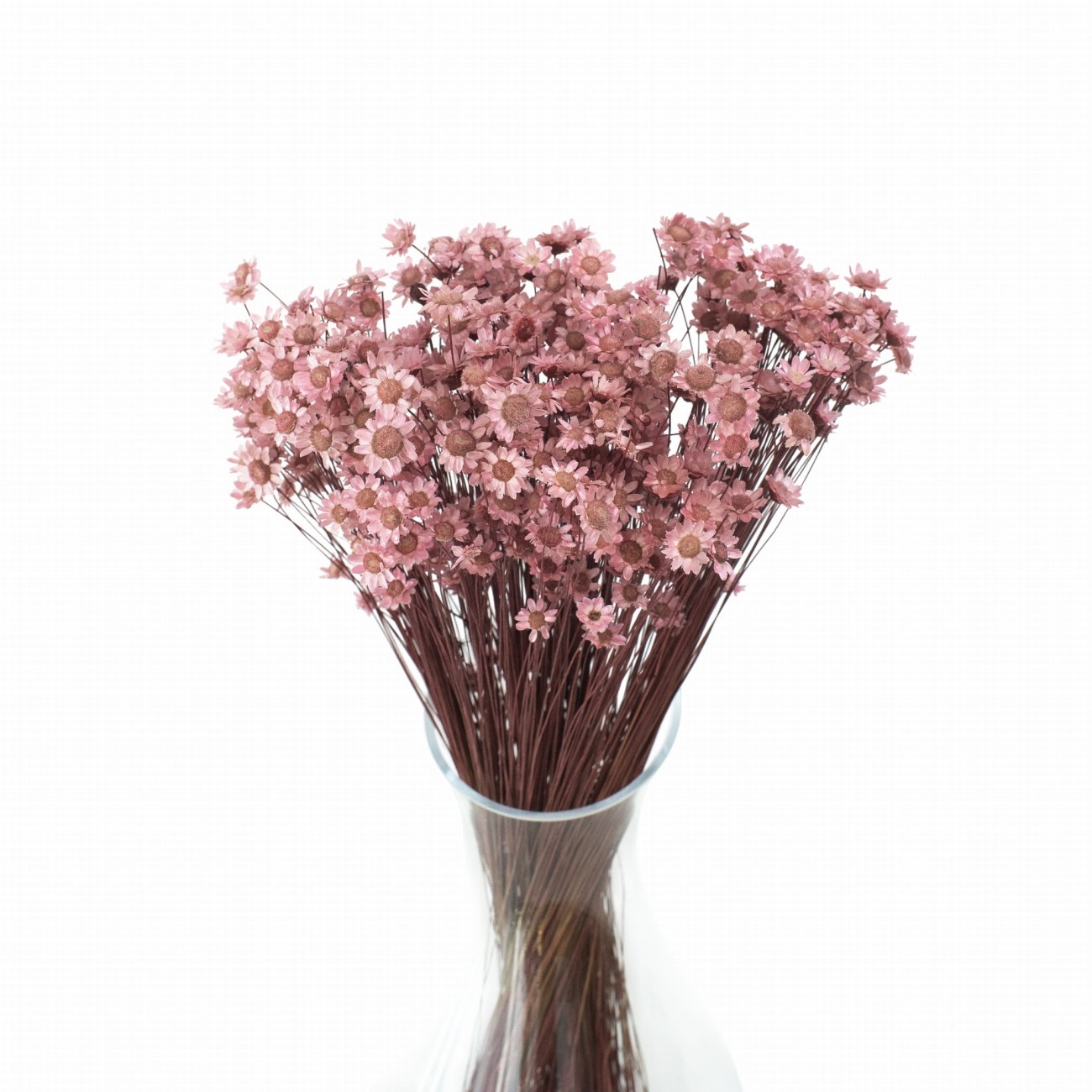 Getrocknete rosa Gliksia, Glixia 50 g – getrocknete Blumen