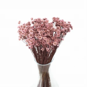 Getrocknete rosa Gliksia, Glixia 50 g – getrocknete Blumen