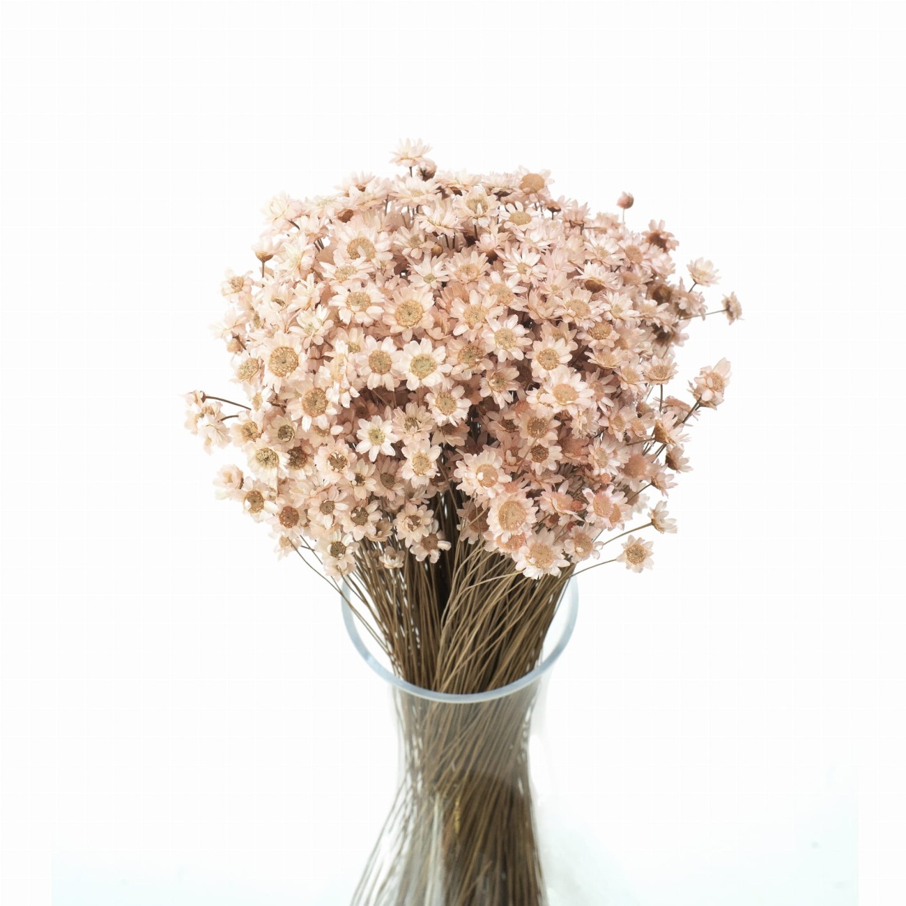 Getrocknete hellrosa Gliksia, Gliksia – getrocknete Blüten 50 g