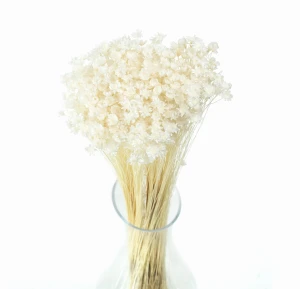 Getrocknete gebleichte Gliksia, Glixia – getrocknete Blüten 50 g