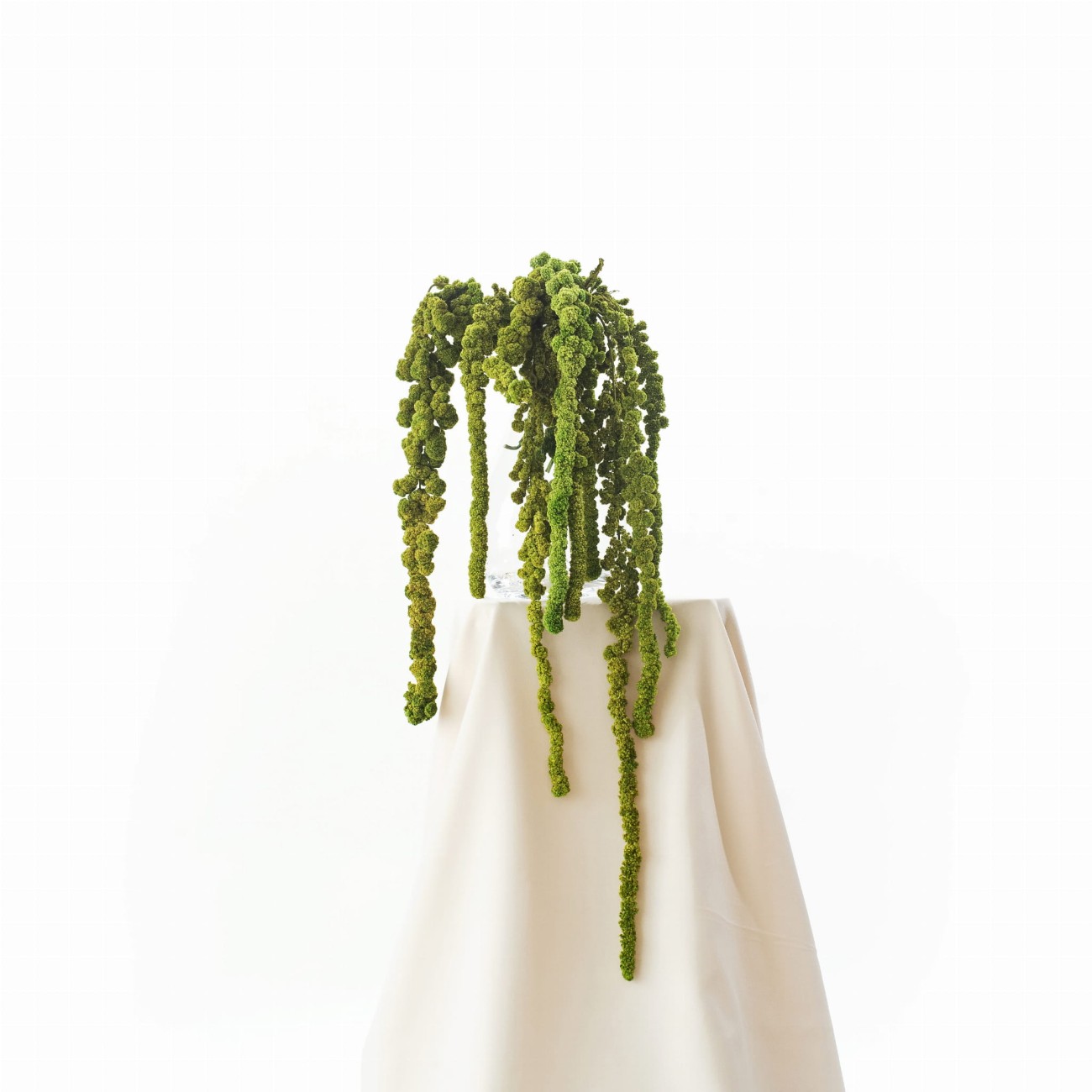 Stabilisierter Amaranthus-Ball, grün (Amarant) – Strauß