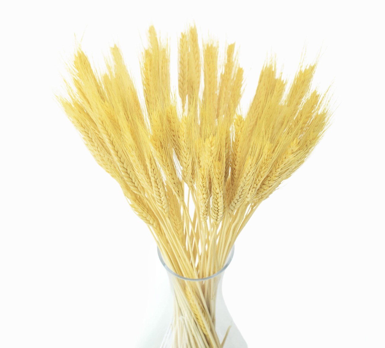 Dried triticale yellow - 60 pcs.