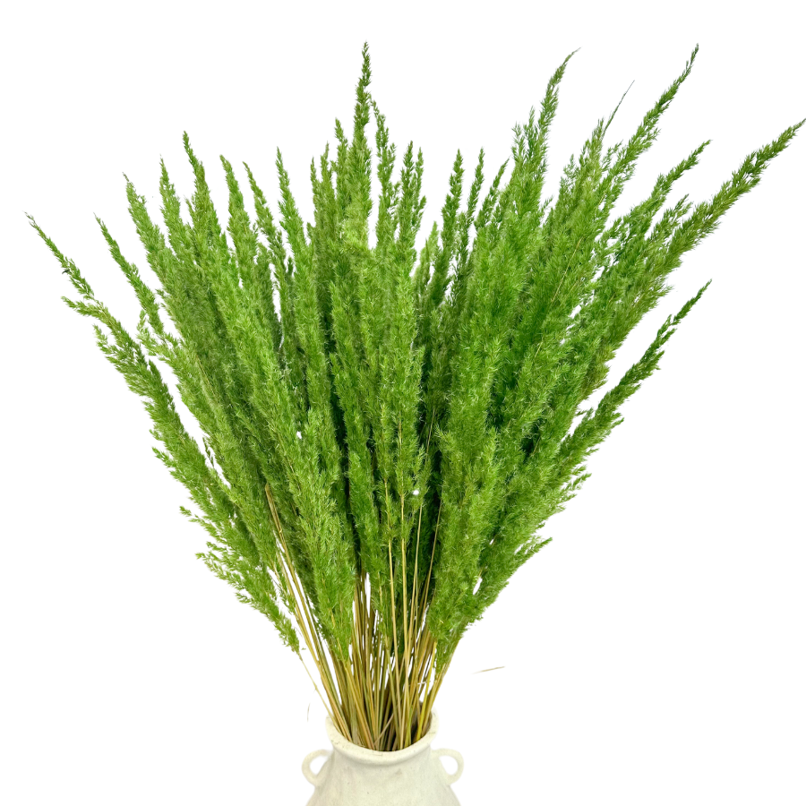 Dried green forest grass - dried grasses