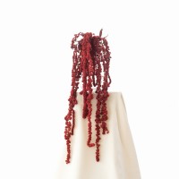 Stabilisierte rote Amaranthus-Kugel (Amarant) – Strauß