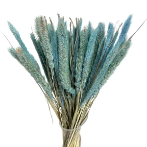 Getrocknetes blaues Setaria – getrocknete Gräser