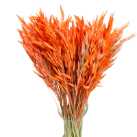 Dried orange oats - dry cereals - 50 pcs.
