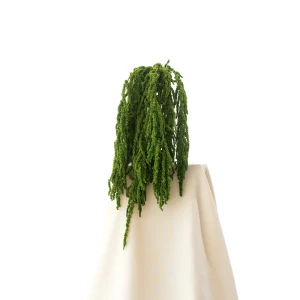 Stabilisierter grüner Amaranthus (Amaranth) – Strauß