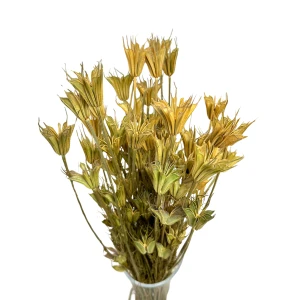 Getrocknete natürliche orientalische Schwarzkümmel (Nigella Orientalis) – getrocknete Blüten