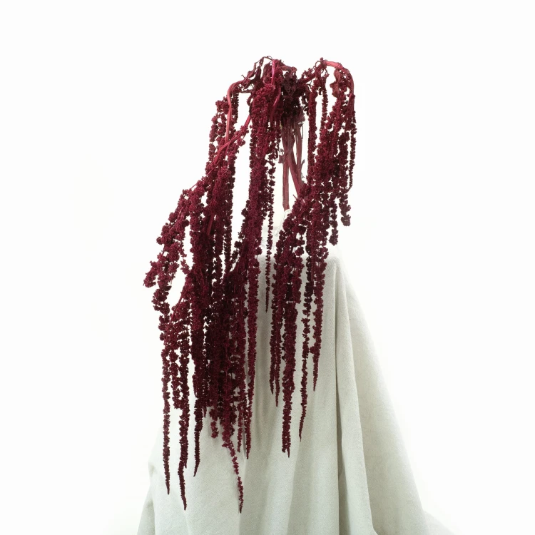 Amaranthus stabilizowany bordowy