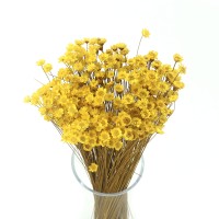 Getrocknete gelbe Gliksia, Gliksia 50 g – getrocknete Blumen