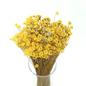 Getrocknete gelbe Gliksia, Gliksia 50 g – getrocknete Blumen