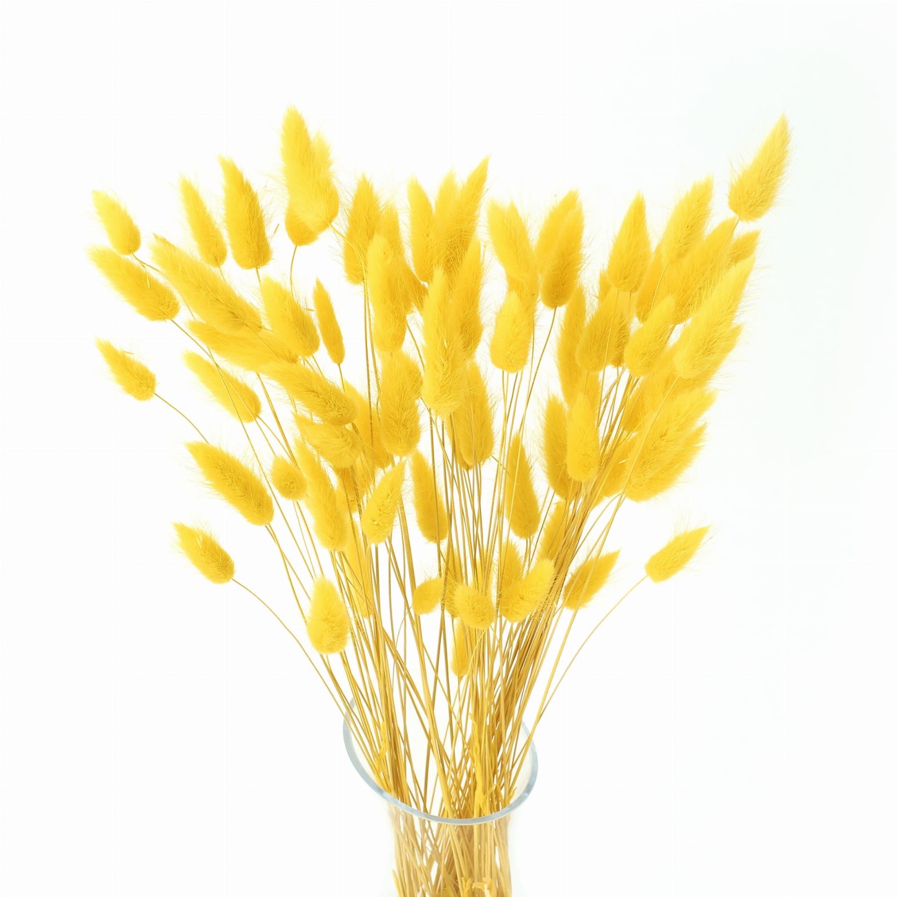 Lagurus dried yellow 50 g, approx. 70 pcs.