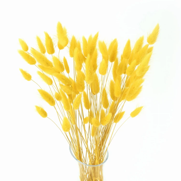 Lagurus żołty