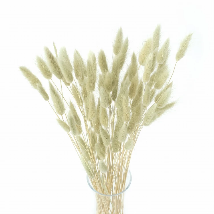 Lagurus miętowy