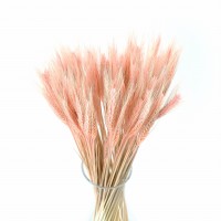 Dried triticale light pink 60 pcs.